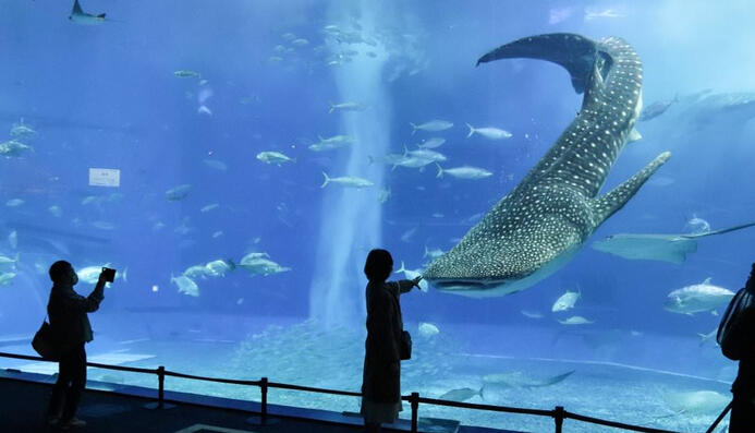 鯨鯊游過來那一刻！黑潮之海真的震撼到說不出話